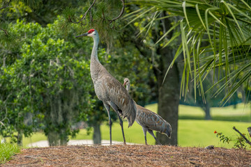 Sandhill Crane with baby sandhill crane