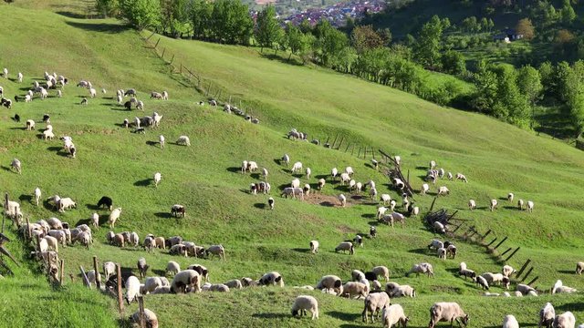 4k video of lambs grazing on field. Beautiful rural landscape
