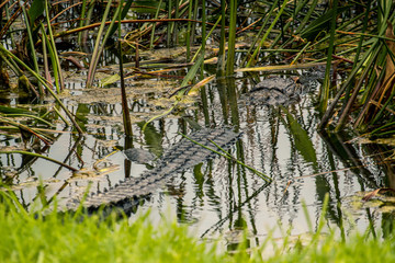 alligator in the swamp