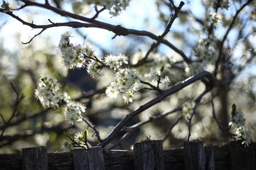 blooming cherry branches against  village house