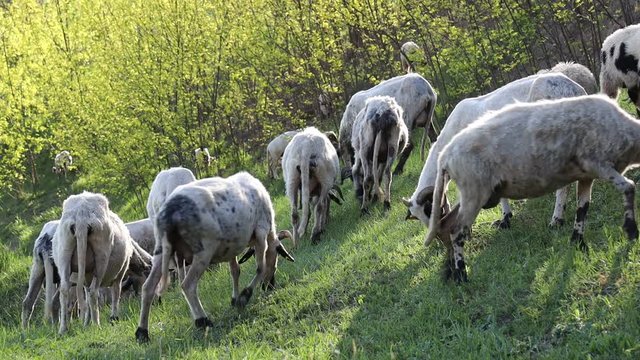 4k video of lambs grazing on field. Beautiful rural landscape
