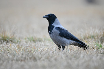 Kawka zwyczajna na trawie © Pawel