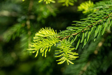 Korean fir Abies koreana close-up of bright young green needles on the branch on blurred green background in spring garden. Selective focus. Nature concept for design with place for your text