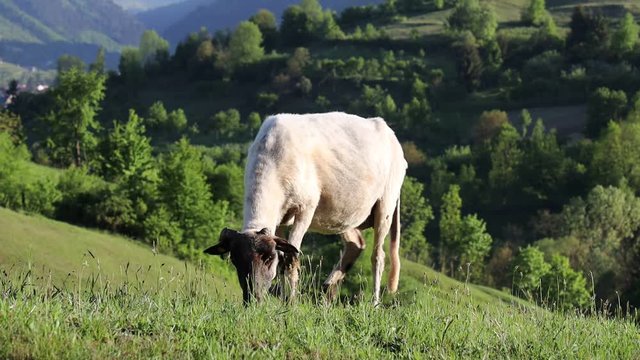 4k video of lambs grazing on field. Beautiful rural landscape
