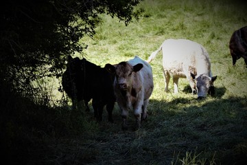 Kalb