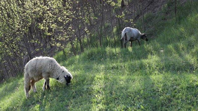 4k video of lambs grazing on field. Beautiful rural landscape
