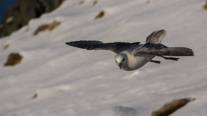 The Fulmar. A common seabird along the shores of Iceland.