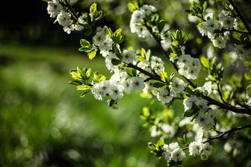 blooming pear  branch,romantic spring background