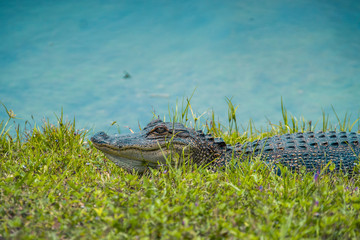 alligator in the grass on a riverbank