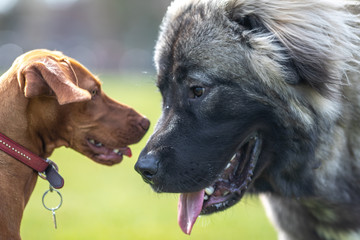 Caucasian shepherd dog and Hungarian Vizsla nose to nose after playing together