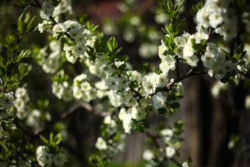 blooming pear  branch,romantic spring background