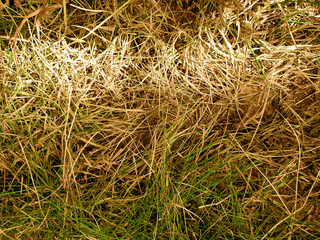 Bush plant with green and dry leafs photograph.
