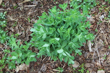 green grass in the garden