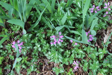 purple flowers in the garden