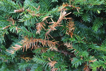 close up of pine needles
