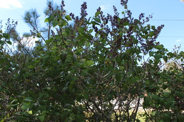green leaves against blue sky