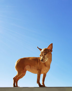 Pinscher brown dog standing and looking to the left with sky background photo