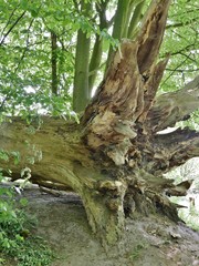 Entwurzelter Baum im Duvenstedter Brook