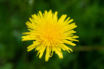 
macro photo of a yellow dandelion