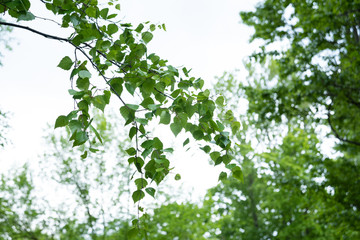 green birch branch on a background of bright sunny sky