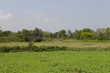 rice field in Bangladesh