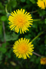 
macro photo of two yellow dandelions