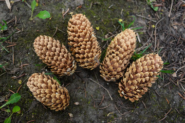 
five white pine cones lie on the ground