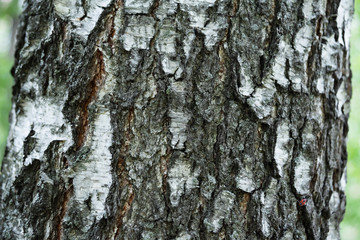 
macro photo of the bark of a thick birch trunk