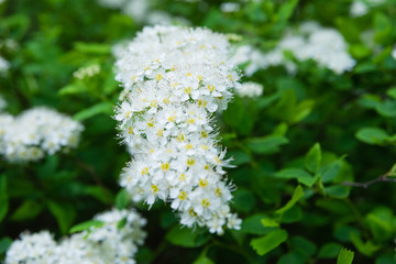 macro photo of white spirea inflorescences