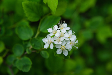 macro photo of white spirea inflorescences