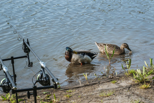 wild ducks with bright plumage on a pond