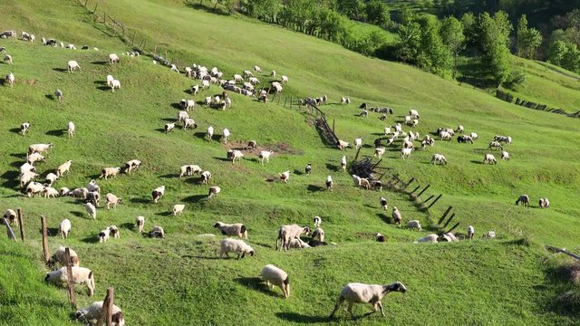4k video of lambs grazing on field. Beautiful rural landscape
