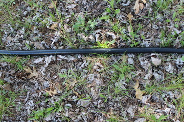 green leaves on the ground