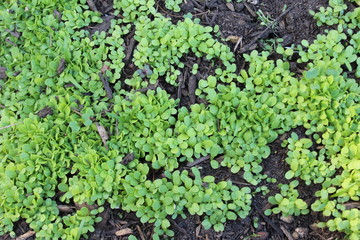 green moss background