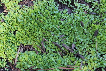 green moss on a tree