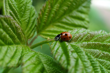 Seven-spotted ladybug on green leaf - Stockphoto