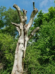 Kaler Baumstamm im Wald vom Duvenstedter Brook