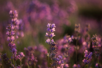 Lavender close-up on a blurry background. Selective and soft focus. The lavender field blooms in...