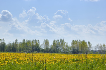 Obraz premium Green field with yellow dandelions Closeup of yellow spring flowers on the ground