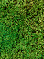 Green leafs photograph
