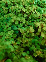 Fototapeta premium Green leafs photograph