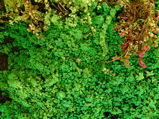 Fototapeta premium Green leafs photograph