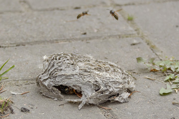A beehive that fell on the sidewalk with wasps