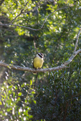 Ave amarilla con la espalda marrón y la cabeza blanca y negra