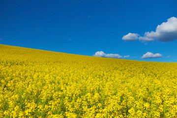 Obraz premium Rape flower field agains deep blue sky. Spring landscape, vivid blue and yellow colors for backgrounds