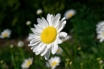 Leucanthemum vulgare, commonly known as the oxeye or dog dais