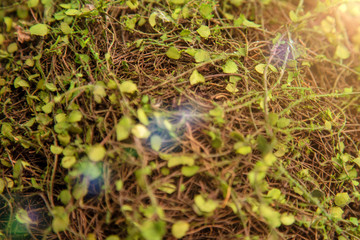 Background of green twigs and leaves
