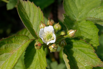 Raspberrie (Rubus) Flower