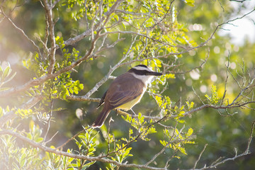 Ave amarilla con la espalda marrón y la cabeza blanca y negra