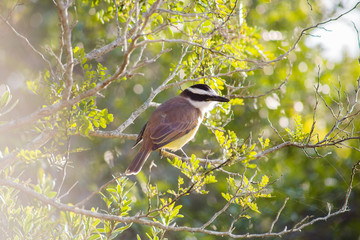 Ave amarilla con la espalda marrón y la cabeza blanca y negra